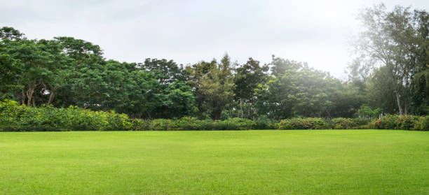 Green field, tree and sky.Great as a background Thailand, Back Yard, Yard - Grounds, Garden, Lawn grass area stock pictures, royalty-free photos & images