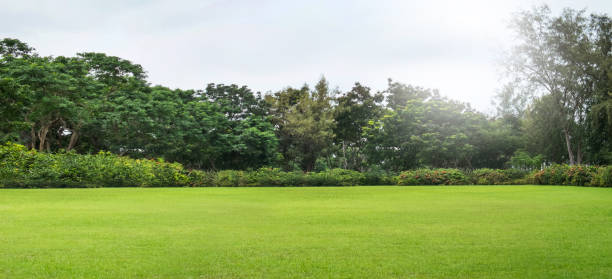 campo verde, árvore e céu. ótimo como um fundo - front or back yard - fotografias e filmes do acervo