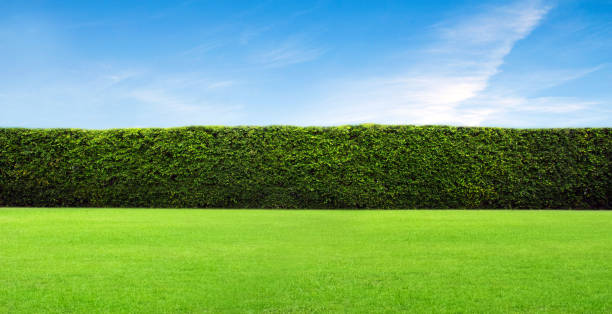 istock Beautiful Green leaves wall background 1397833794