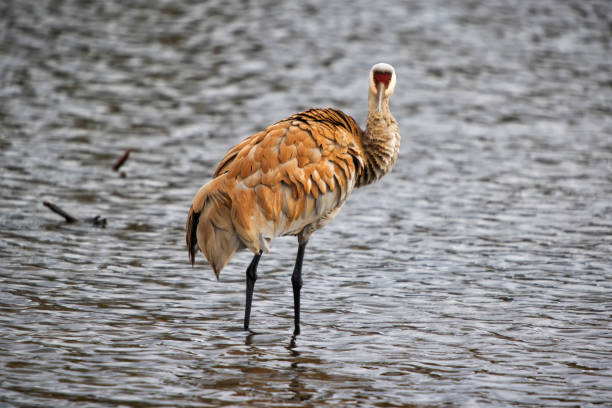 Sandhill Crane at Burnaby Lake.