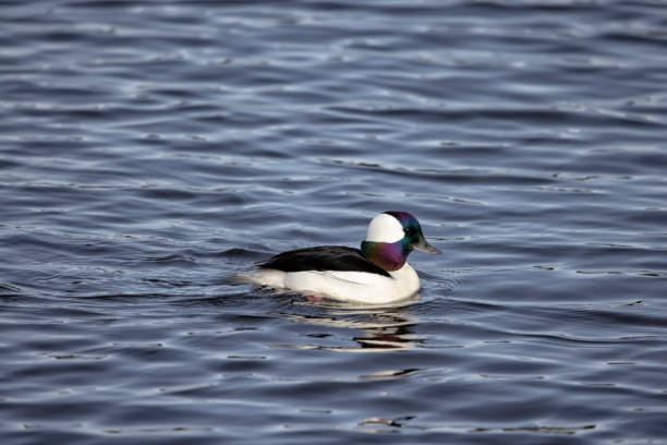 istock Bufflehead duck, Burnaby Lake, BC, Canada 1397834560