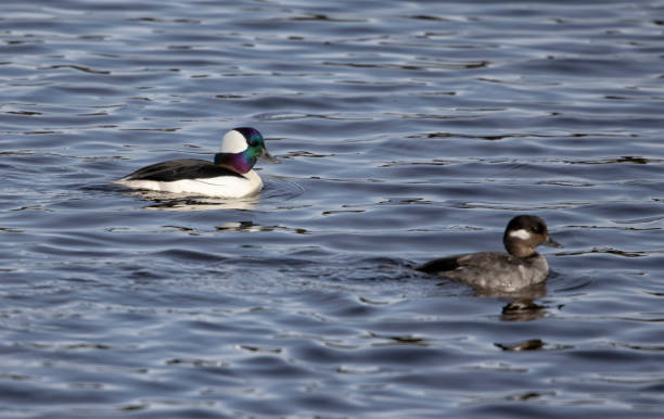 istock Bufflehead duck, Burnaby Lake, BC, Canada 1397834561