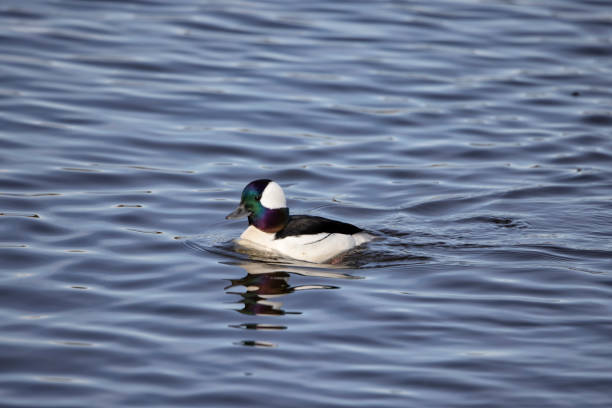 istock Bufflehead duck, Burnaby Lake, BC, Canada 1397834574