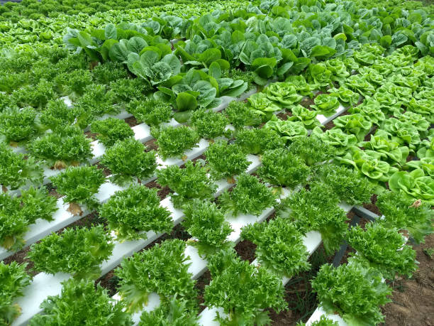Vegetable hydroponic system,green cos lettuce salad growing garden hydroponic farm plants on water without soil agriculture in the greenhouse organic for health food stock photo