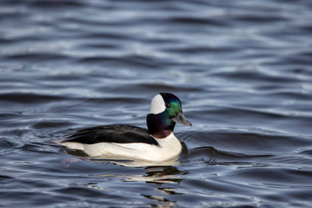 istock Bufflehead duck, Burnaby Lake, BC, Canada 1397834616