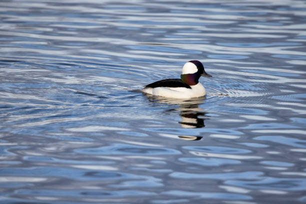 istock Bufflehead duck, Burnaby Lake, BC, Canada 1397836409