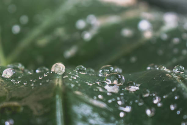 istock Drops of water on the leaves 1397836547