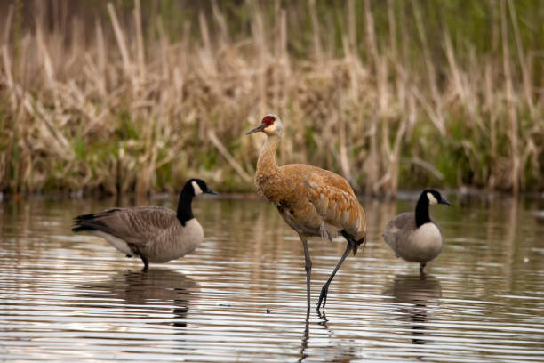 Sandhill Crane at Burnaby Lake.