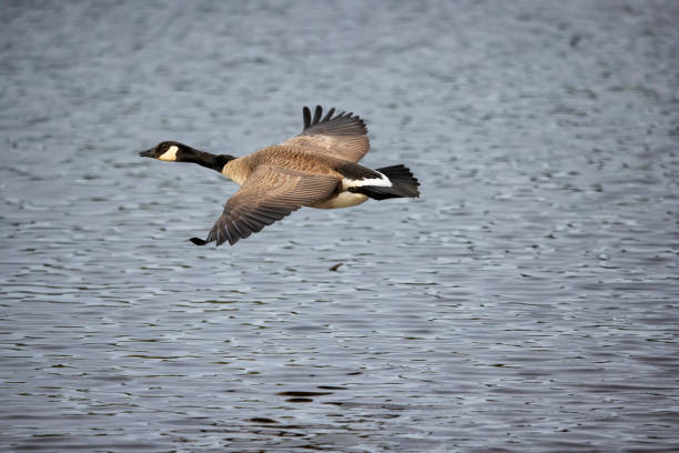 Canada Goose flying at Burnaby Lake.