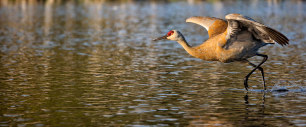 istock Sandhill Crane taking off, BC, Canada 1397837294