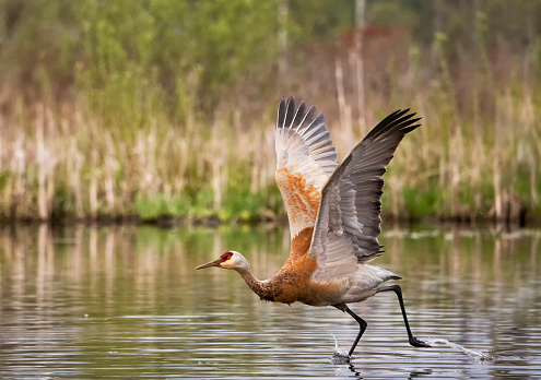 Sandhill Crane taking off, BC, Canada