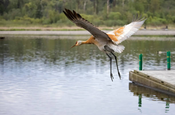 Sandhill Crane landing at Burnaby Lake.
