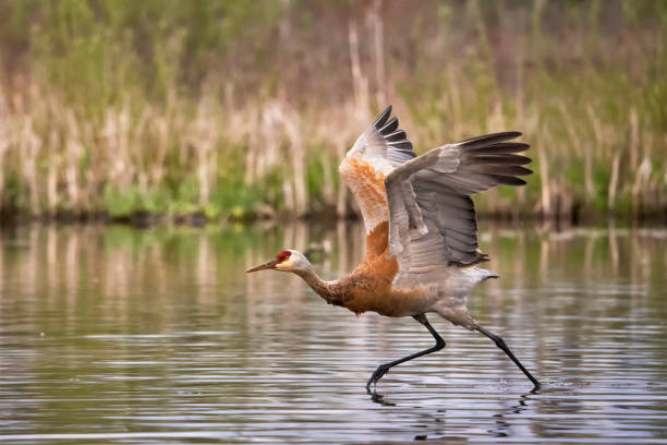istock Sandhill Crane taking off, BC, Canada 1397837406