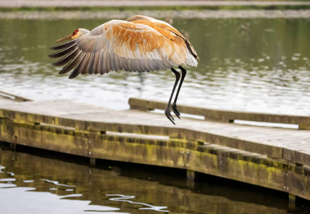 The crowned crane (Balearica pavonina), also known as the black-necked crowned crane, the peacock crane or the dark crowned crane, is a species of bird from the cranes family (Gruidae). It is closely related to the South African Crowned Crane (Balearica regulorum). There are two subspecies. Their distribution area is in sub-Saharan Africa