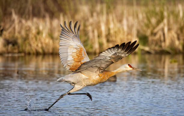istock Sandhill Crane taking off, BC, Canada 1397837500