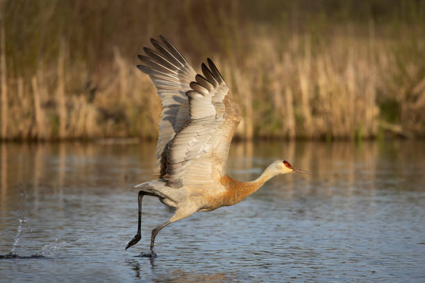 istock Sandhill Crane taking off, BC, Canada 1397837509