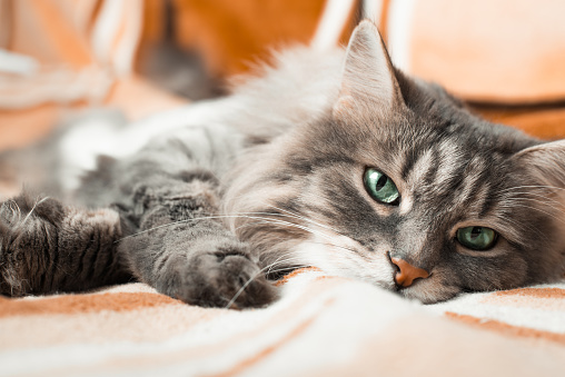 Sleepy fluffy cat with green eyes resting on couch and looking at camera, indoors. Tired cute gray fur pet lying on sofa. Animal theme. Close-up, low angle view