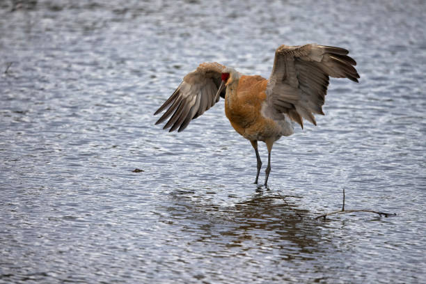 istock Sandhill Crane in the lake, BC, Canada 1397837656