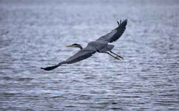 istock Great Blue Heron flying, Boundary Bay, BC, Canada 1397837768