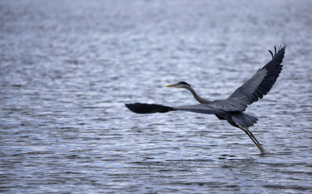 istock Great Blue Heron taking off, Boundary Bay, BC, Canada 1397837775