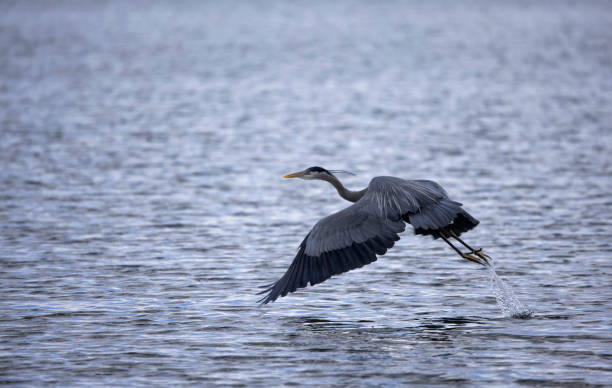 istock Great Blue Heron taking off, Boundary Bay, BC, Canada 1397837798
