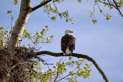 Bald Eagle perched near the nest keeping watch for predators and pests in rural Montana, USA.