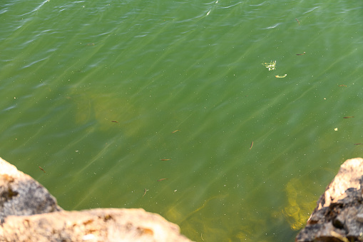 View from the cliff to the green muddy water with small fish. Water pollution protection concept