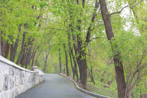 Beautiful trees that turned green in the spring and an asphalt path in the park.