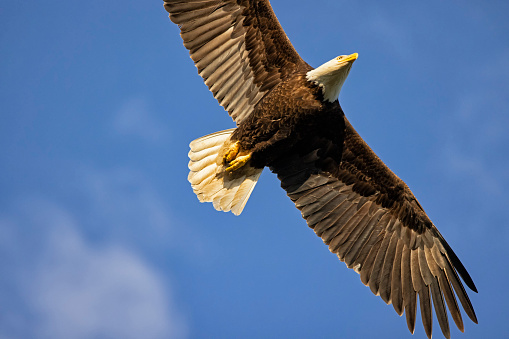 A bald eagle lands in a tree above Brooks Falls, Katmai National Park