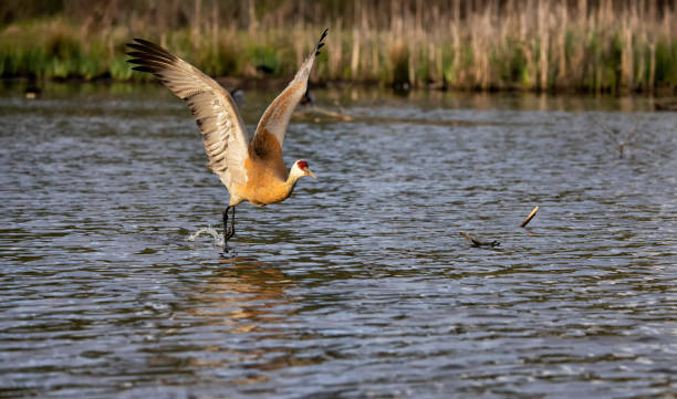 istock Sandhill Crane taking off, BC, Canada 1397839784