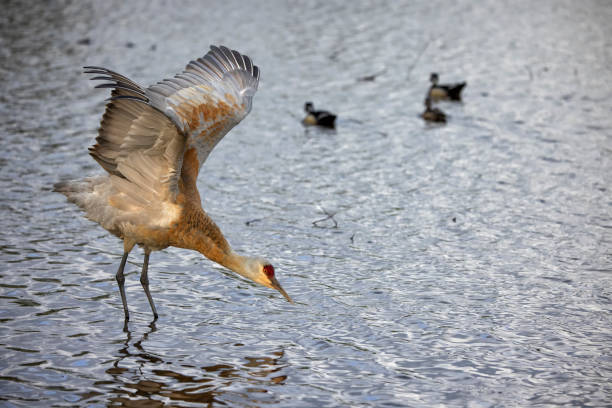 istock Sandhill Crane in the lake, BC, Canada 1397839786