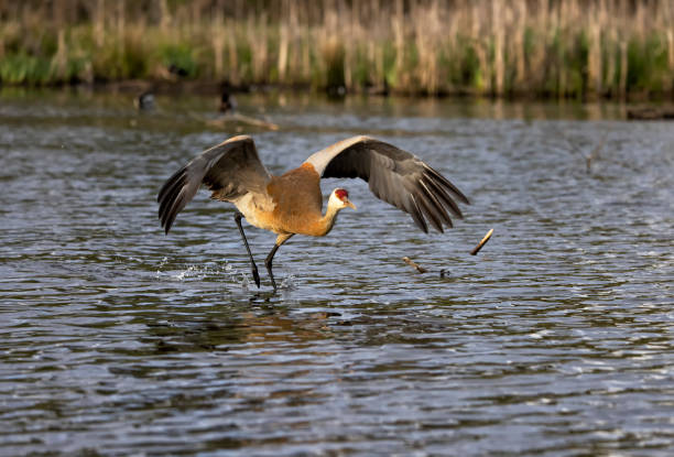 istock Sandhill Crane taking off, BC, Canada 1397839814