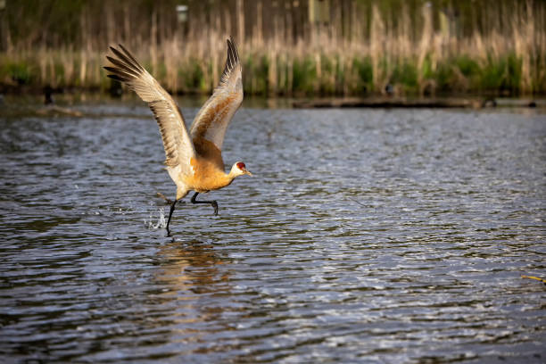 istock Sandhill Crane taking off, BC, Canada 1397839818