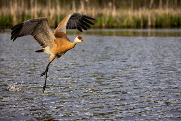 istock Sandhill Crane taking off, BC, Canada 1397839833