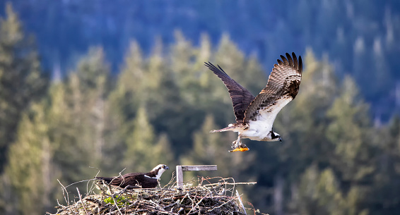 Osprey couple, Pitt Lake, BC, Canada