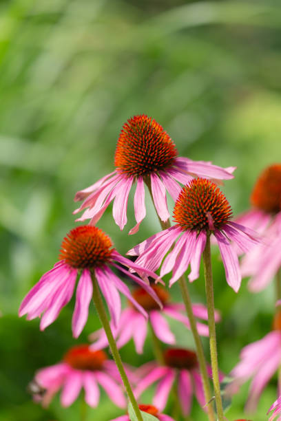 istock Purple coneflowers (echinacea) in full bloom 1397839956