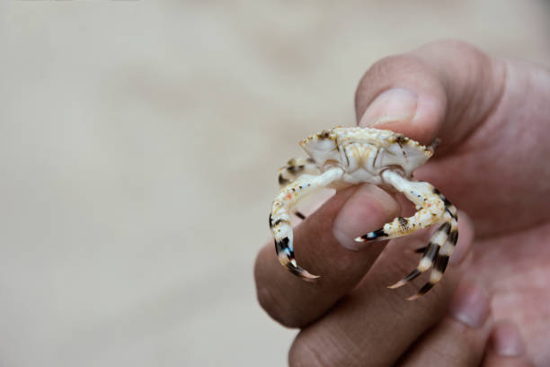 istock Asian young man holding crab on the beach. 1397839959