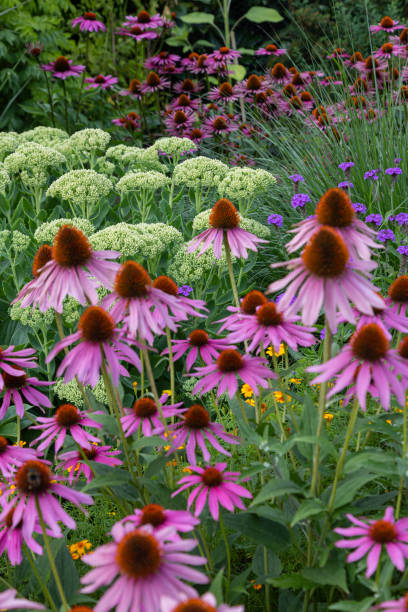 vista al jardín con una variedad de flores de cono en diferentes colores, flores de milfoil, pastos y otros - coneflower fotografías e imágenes de stock