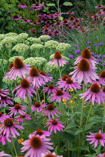 Garden view with a variety of coneflowers in different colors,  milfoil blossoms, grasses and others