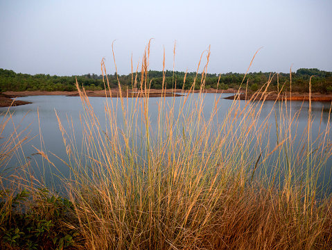 Wild grass grow on the bank of lake at Kasal village District Sindhudurg state Maharashtra india