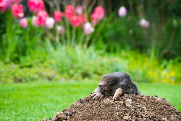 istock Mole peeking from the mole hill in the garden 1397842601