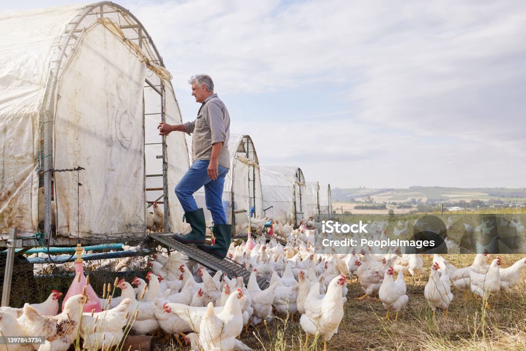 Shot of a mature man working on a poultry farm This is my farm Chicken Coop Stock Photo