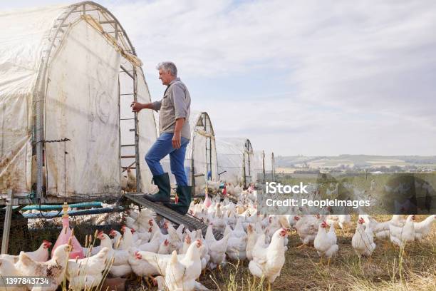 Shot Of A Mature Man Working On A Poultry Farm Stock Photo - Download Image Now - Chicken Coop, Sustainable Lifestyle, Chicken - Bird