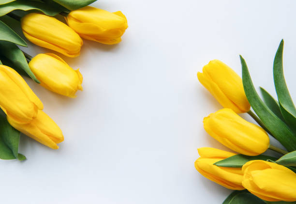 istock Delicate yellow tulips on white background 1397844820