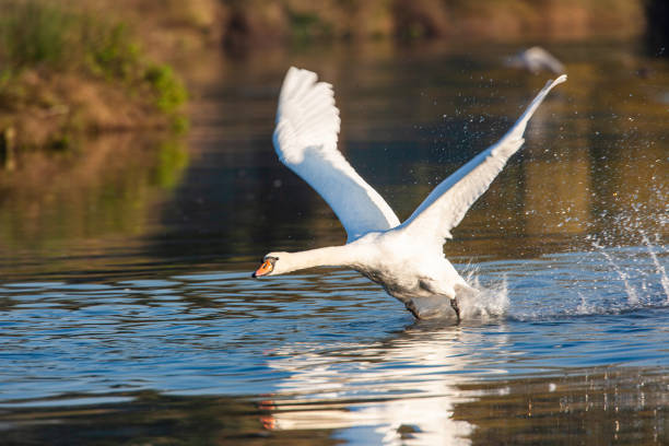 istock Mute swan taking off from a small pond in London 1397845143