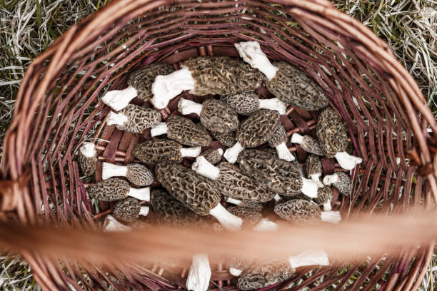 Morchella elata is also known as black morel