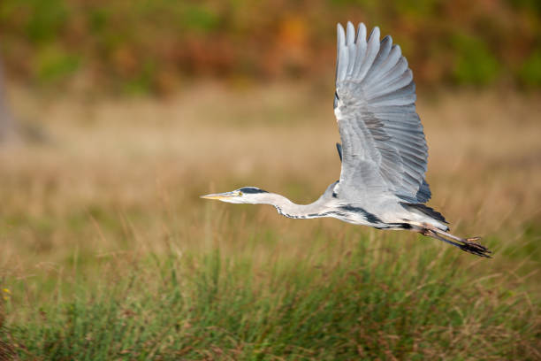 istock Grey heron hunting and flying over a pond in London 1397845252