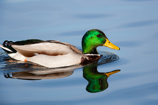 beautiful portrait of a duck