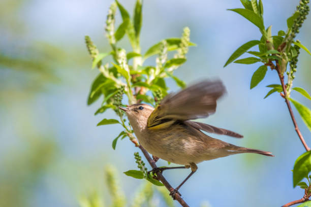 istock Common chiffchaff, lat. phylloscopus collybita, sitting on branch of bush in spring and looking for food 1397847109