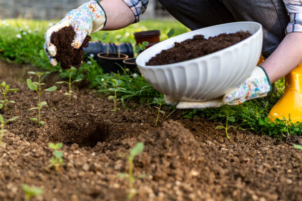 jardinería ecológica. mujer mejorando el suelo del lecho del jardín para plantar, fertilizando con compost. enmienda del suelo de materia orgánica. - espolvorear fotografías e imágenes de stock